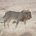 TZA SHI SerengetiNP 2016DEC24 NamiriPlains 023 : 2016, 2016 - African Adventures, Africa, Date, December, Eastern, Month, Namiri Plains, Places, Serengeti National Park, Shinyanga, Tanzania, Trips, Year
